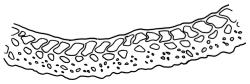 Campylopus clavatus, basal costa cross-section. Drawn from A.J. Fife 6327, CHR 103424.
 Image: R.C. Wagstaff © Landcare Research 2018 